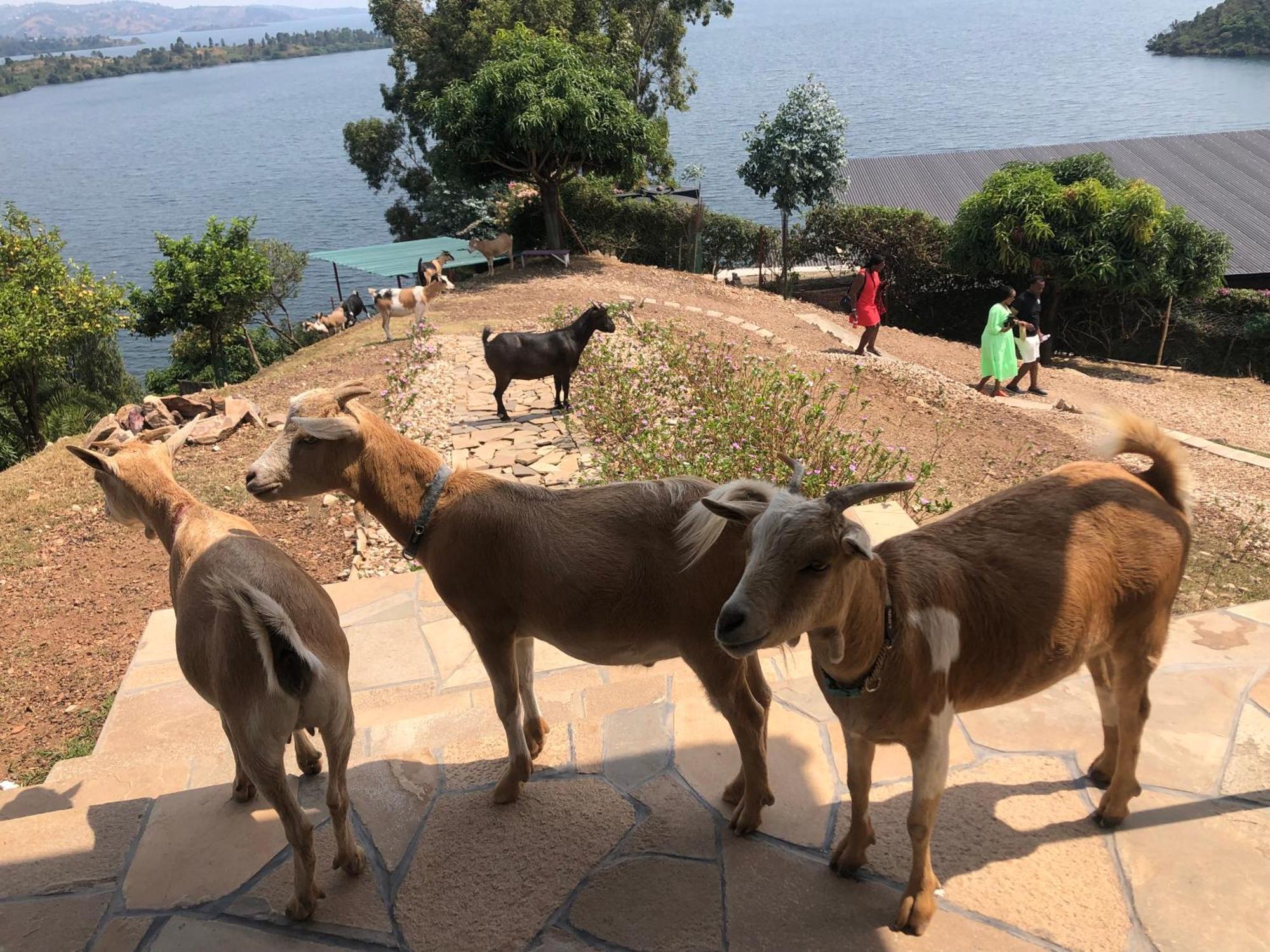 Amazi Land Home And Farm Stay Kibuye 外观 照片